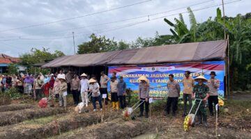 Gandeng Petani Wangandalem, Polres Brebes Sukseskan Gerakan Tanam Jagung Serentak Kuartal I